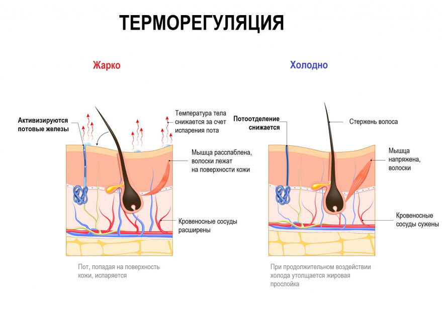 Гипергидроз (повышенная потливость)