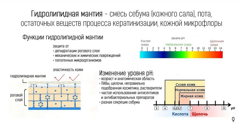 Гидролипидная мантия кожи, кожа и два ее барьера — фото 1